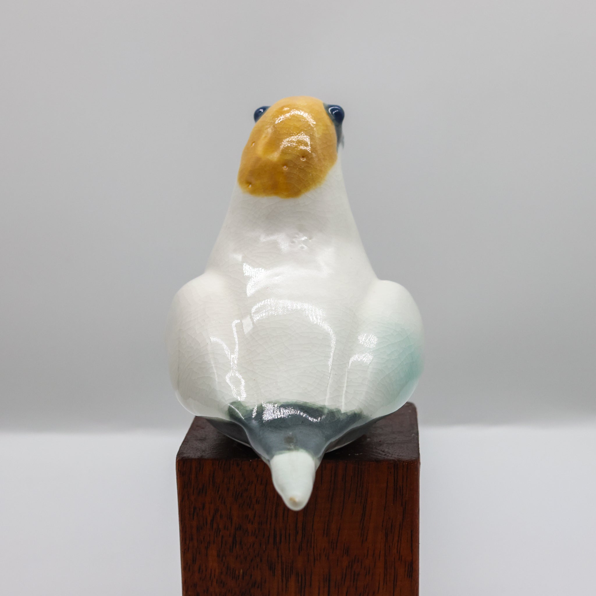 Tākapu | Australasian Gannet