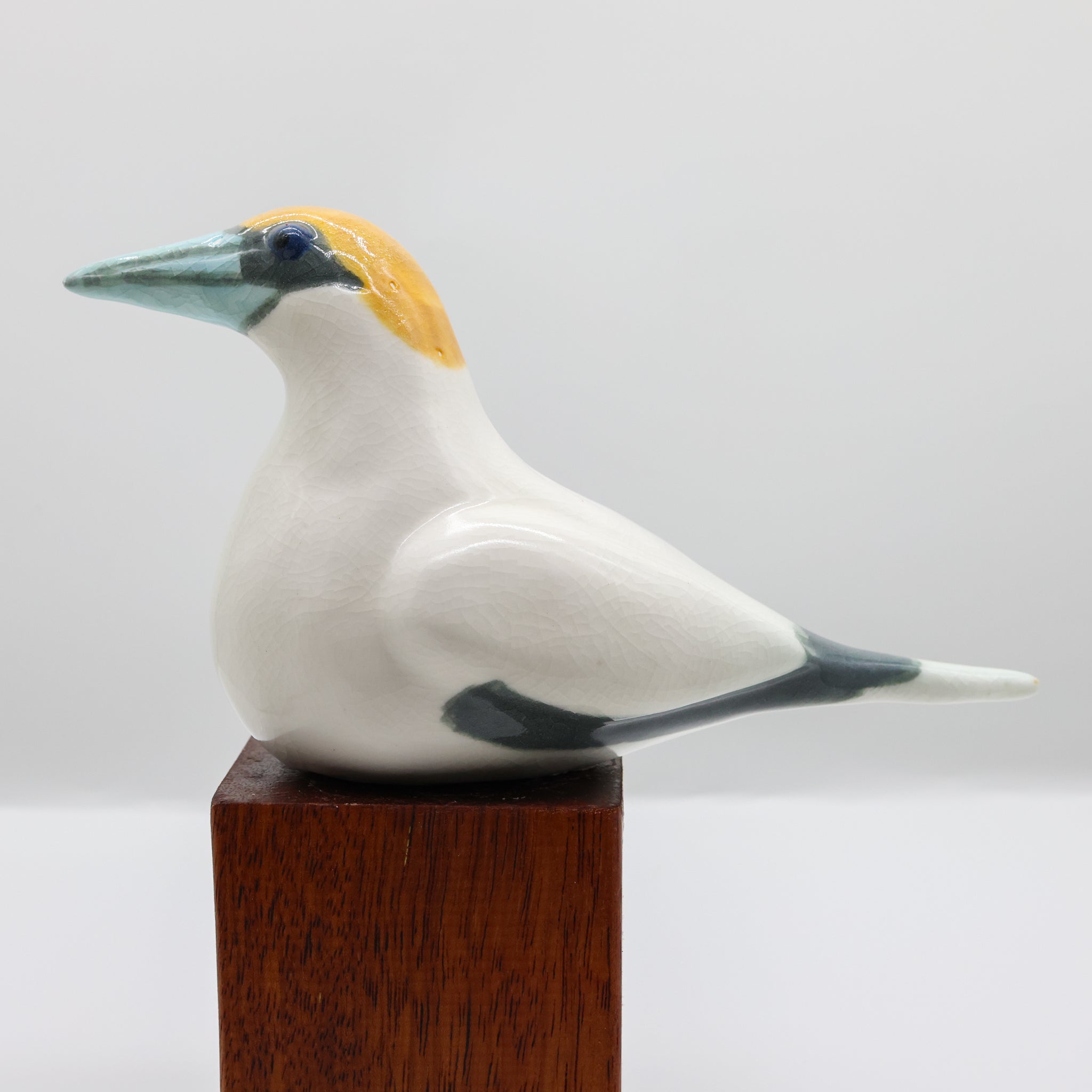 Tākapu | Australasian Gannet