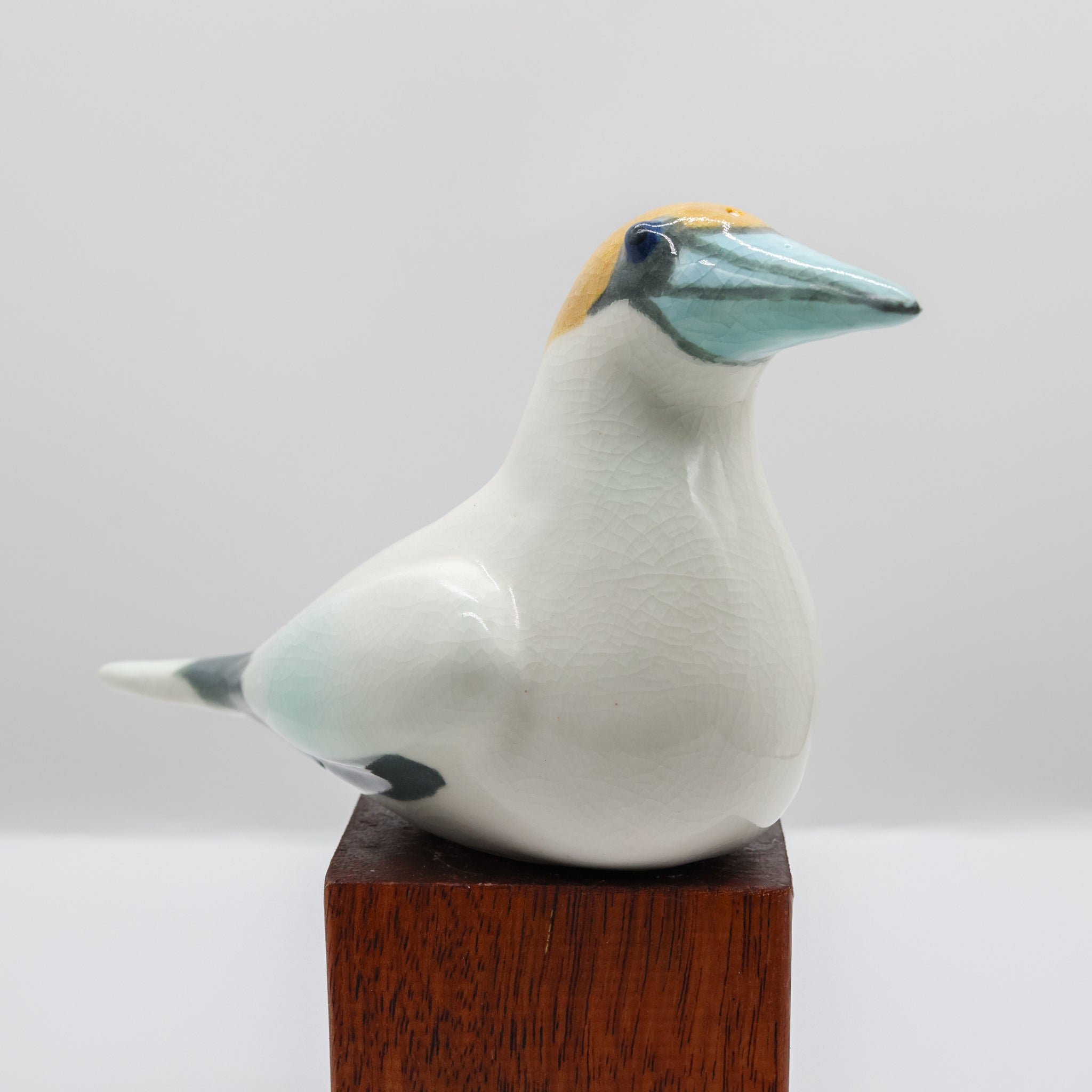 Tākapu | Australasian Gannet