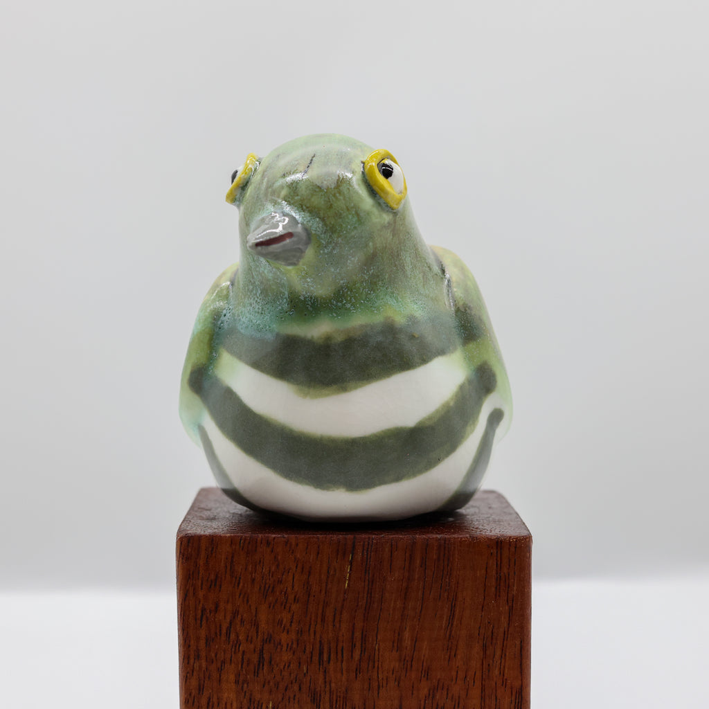 Pīpīwharauroa | Shining Cuckoo