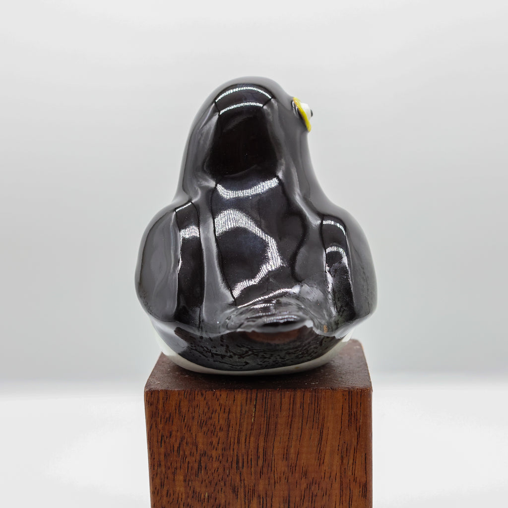 Miromiro | Tomtit