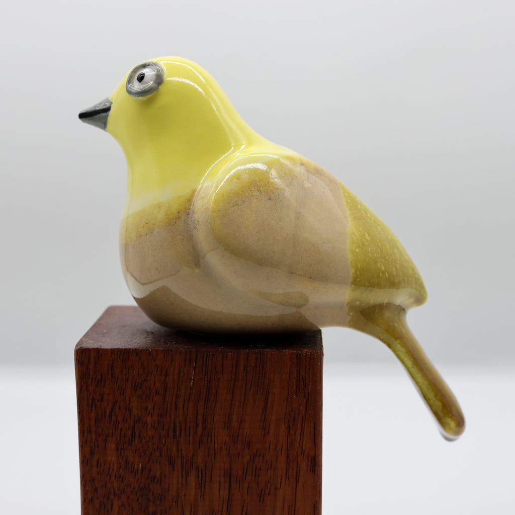 Mohua | Yellowhead