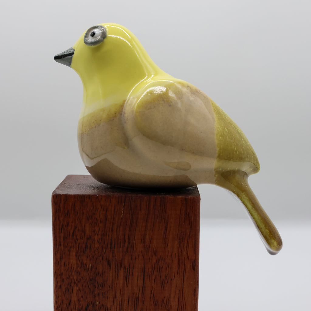 Mohua | Yellowhead