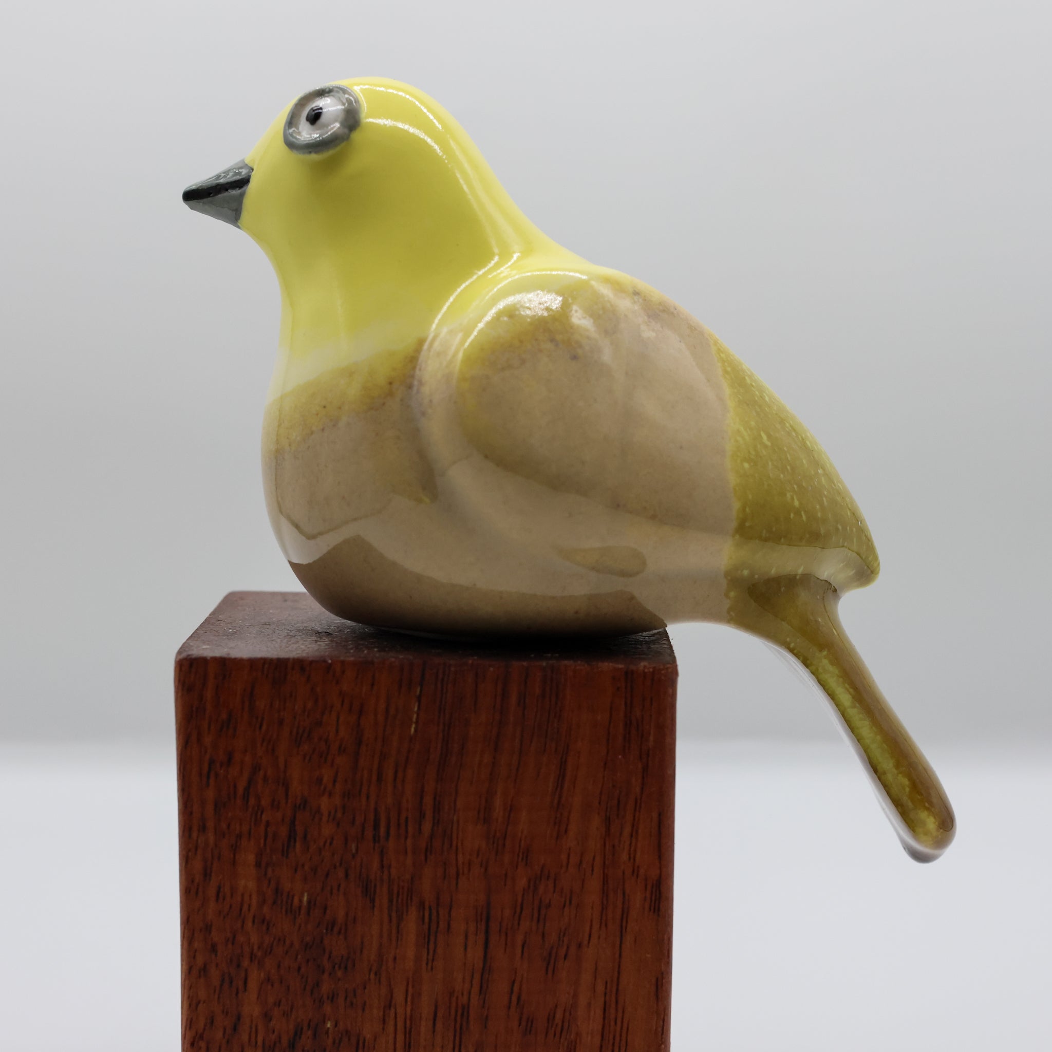 Mohua | Yellowhead