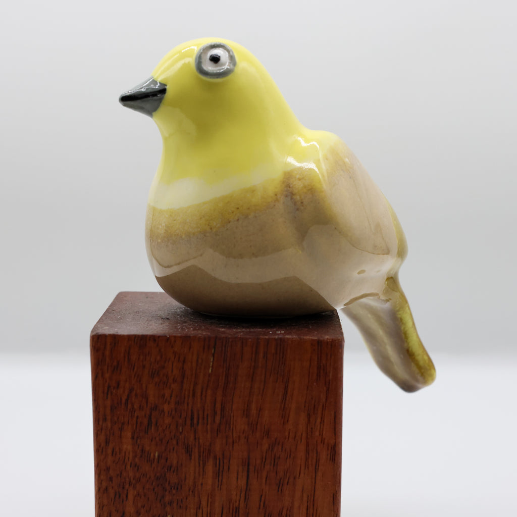 Mohua | Yellowhead