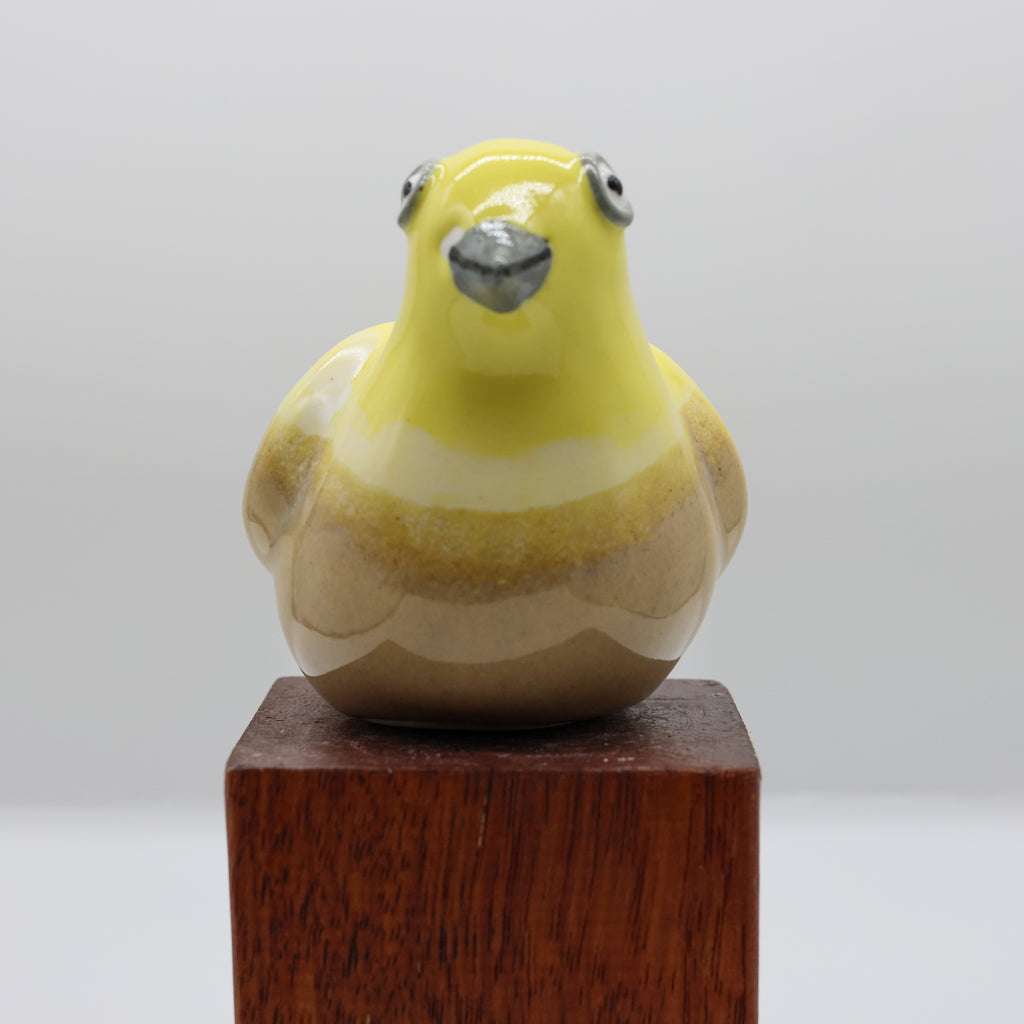 Mohua | Yellowhead