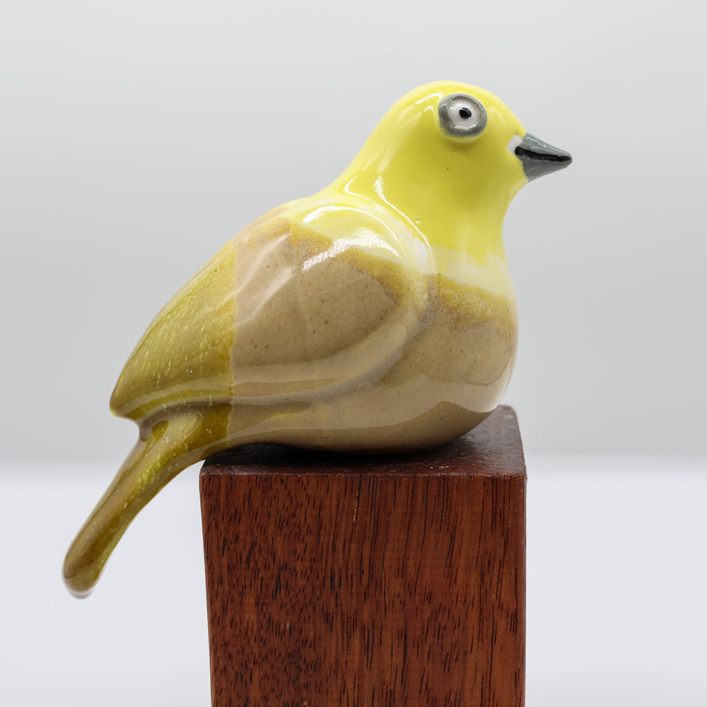 Mohua | Yellowhead