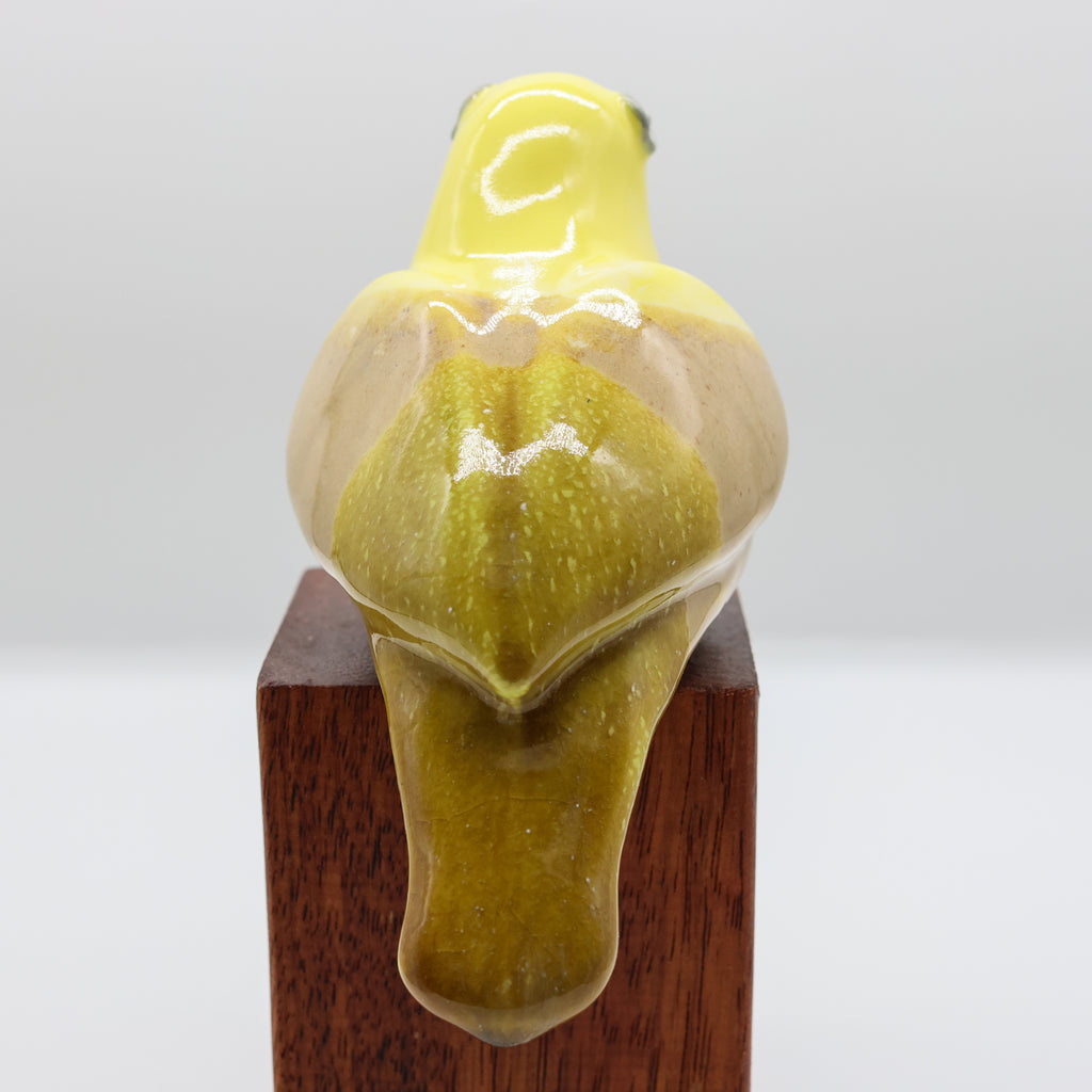 Mohua | Yellowhead