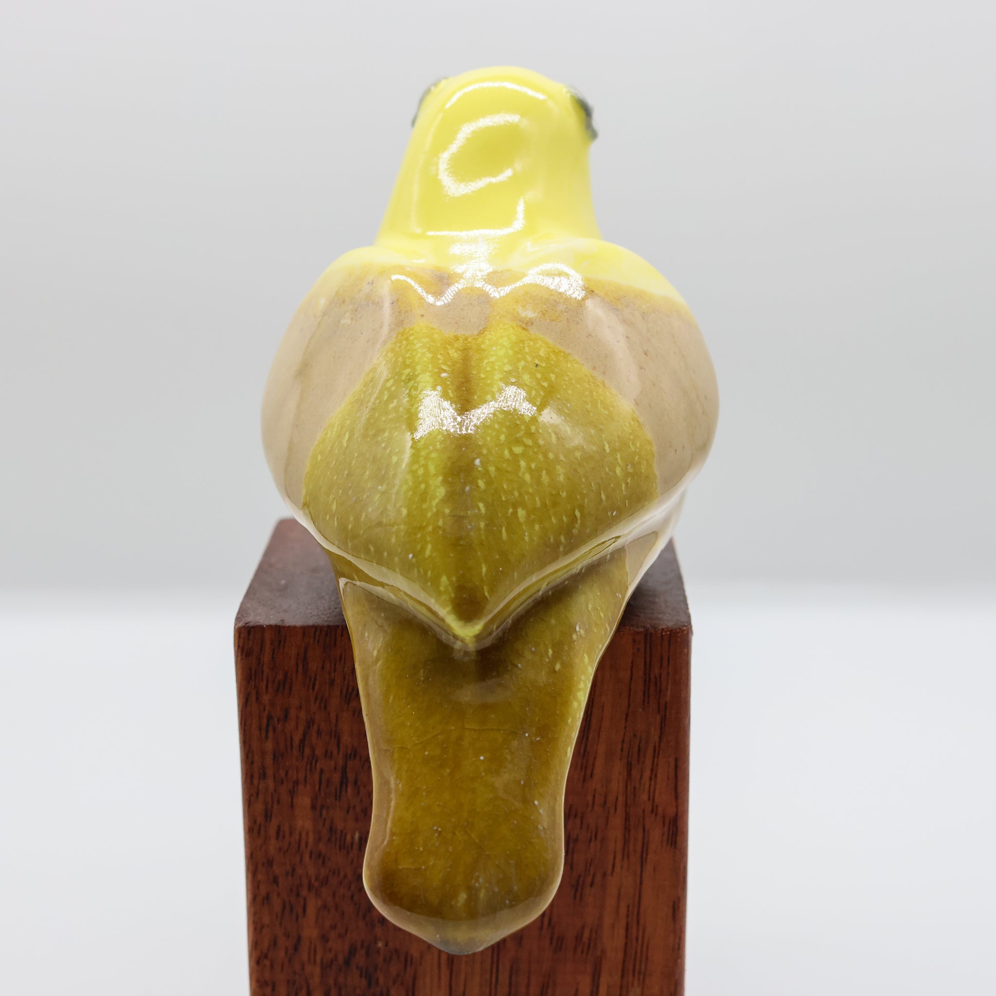 Mohua | Yellowhead